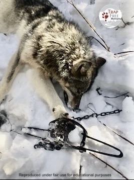 Trap - The Montana 2025-2026 regulations allows 15 wolves by trap or ...