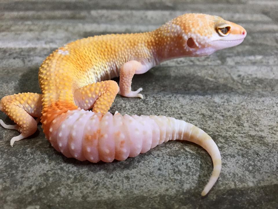Gecko Families - 豹紋守宮是我最喜歡的爬蟲 除了可愛的外表 還有不同變化的體色 每一條守宮都是獨一無二的 這是豹紋守宮吸引我的 ...
