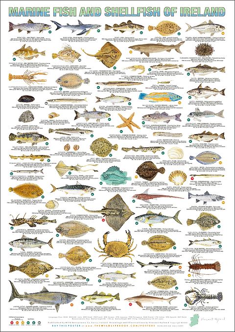 Wild - I'm delighted to announce that my illustrated Marine Fish and ...