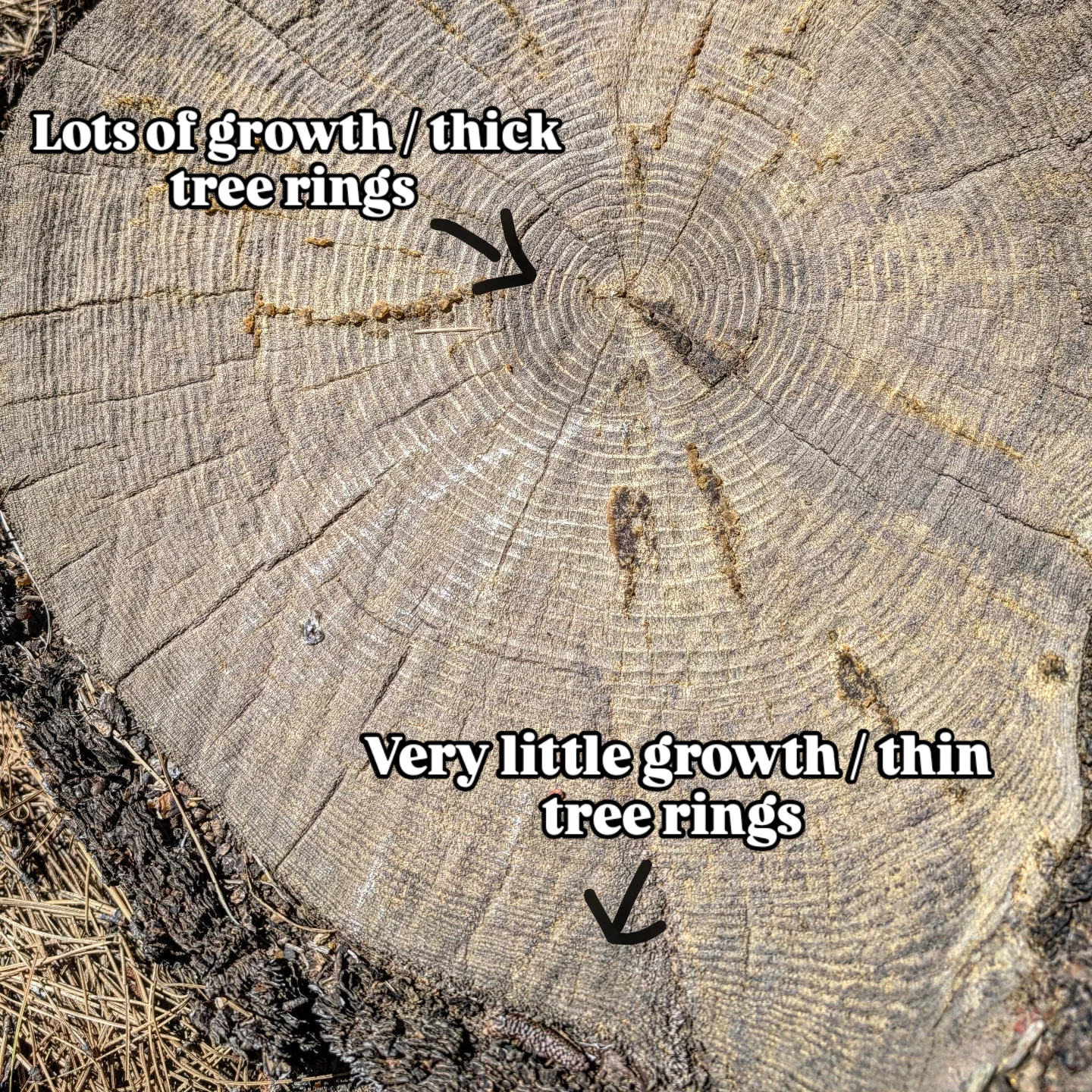 Deschutes - Tree rings are a window into tree health 🔎 🌲This cross ...