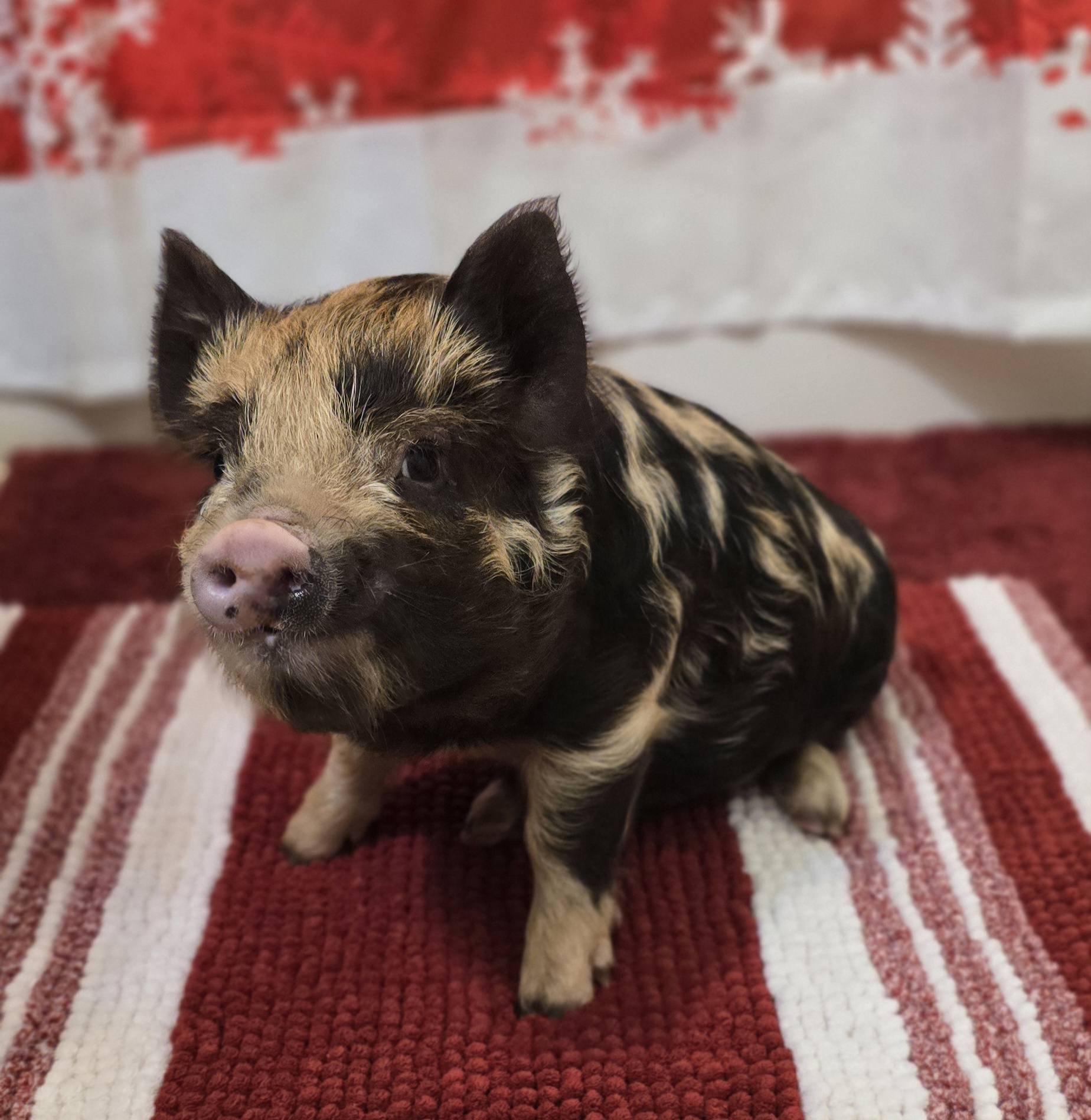 Missie Fleagle Rodeheaver