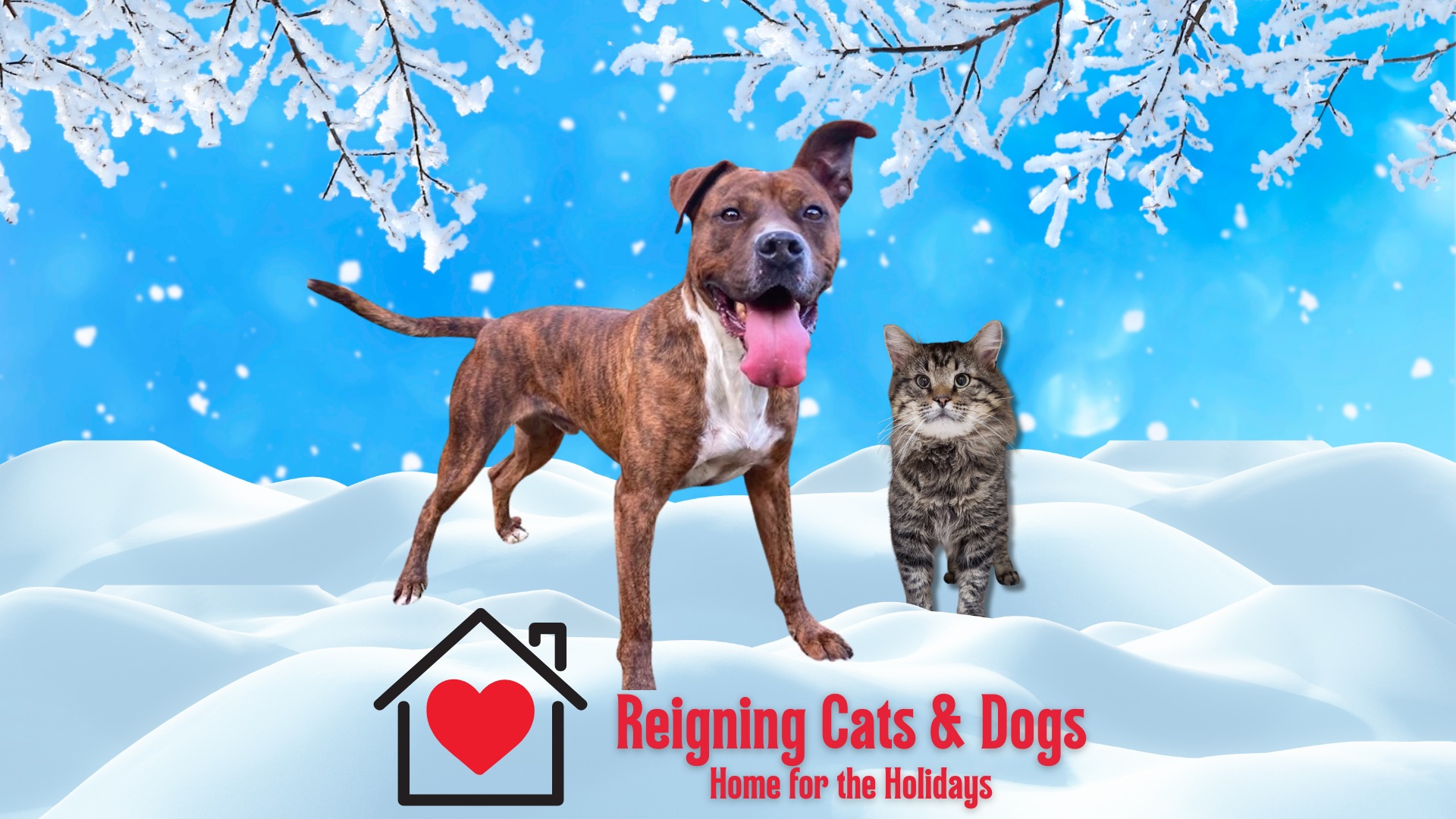 🎁HSPC's 34th Reigning Cats & Dogs: Home for the Holidays is just