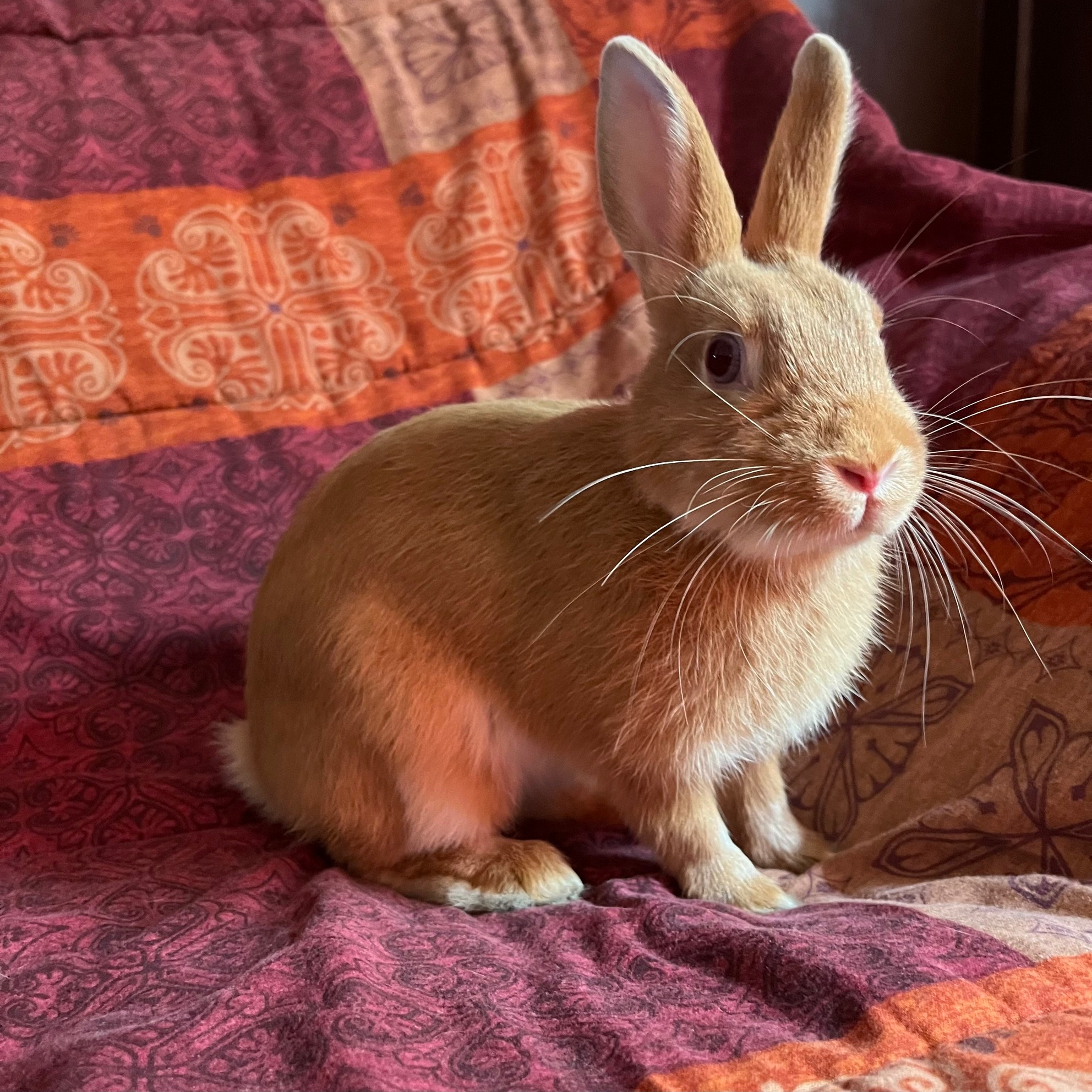 East Bay Rabbit Rescue | Livermore CA