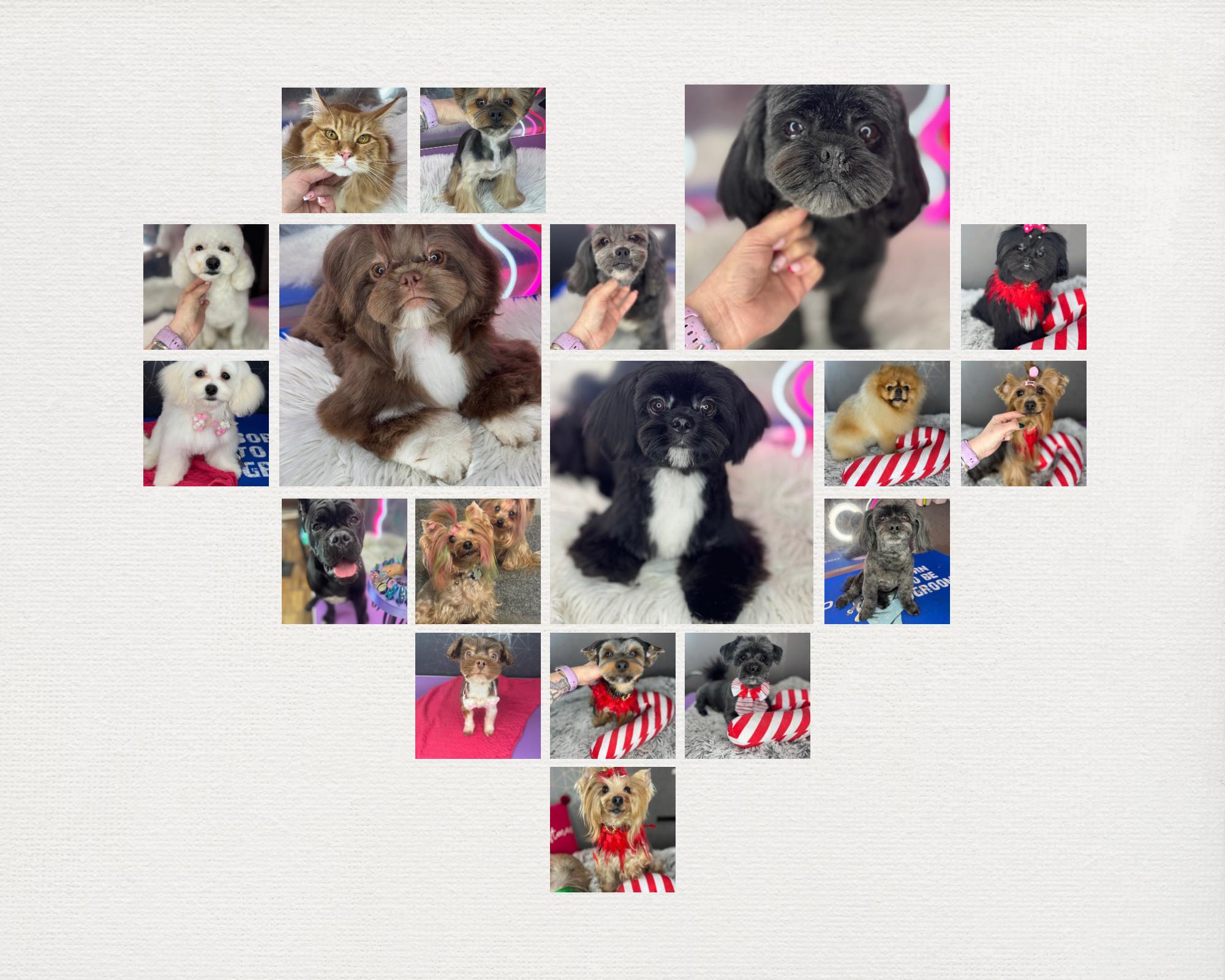 Anna’s DoggyLand-Groomer Hull | Kingston upon Hull