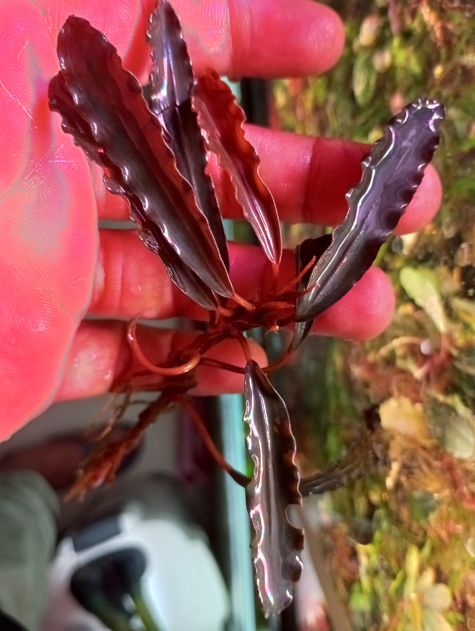 Bucephalandra sp. 