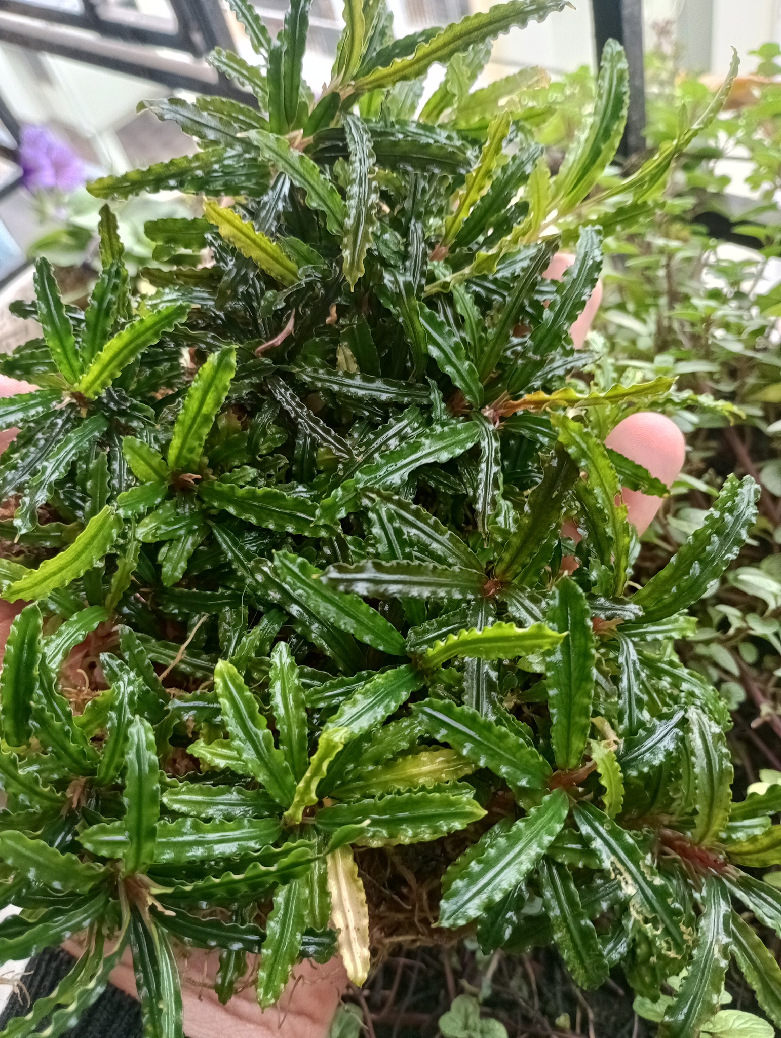 【専用】Bucephalandra