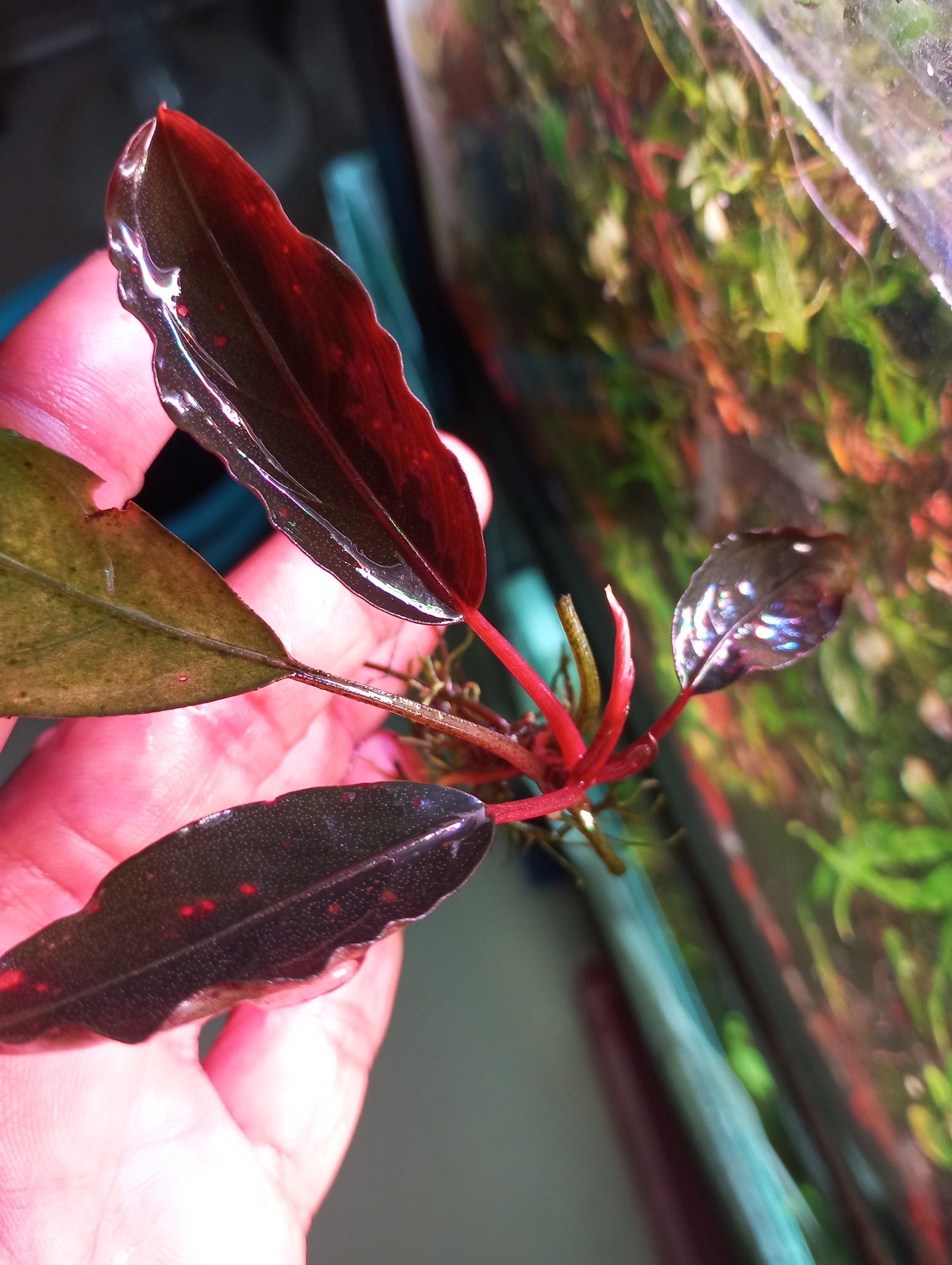 Bucephalandra sp. 