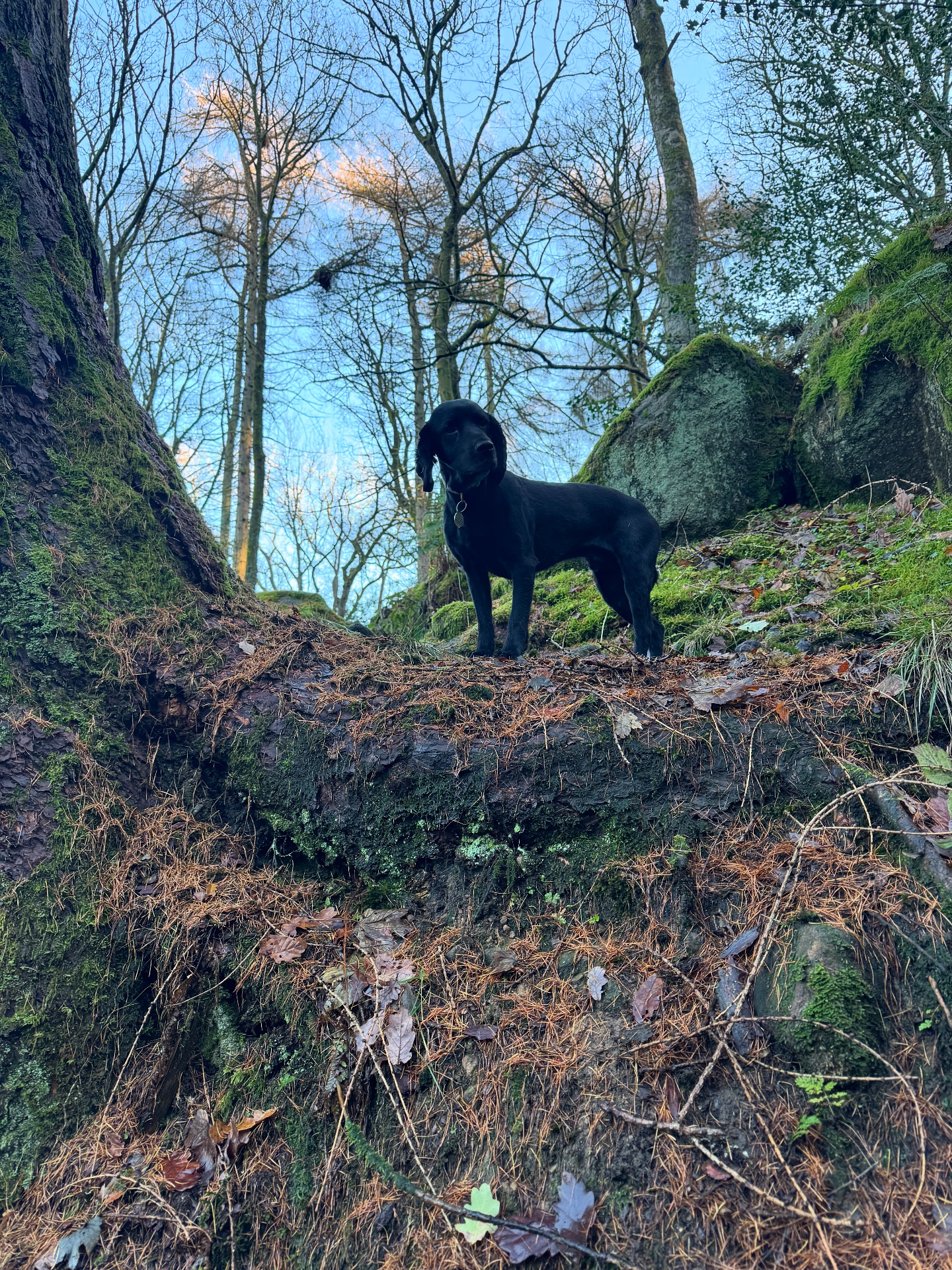 Walk Four Paws | Addingham