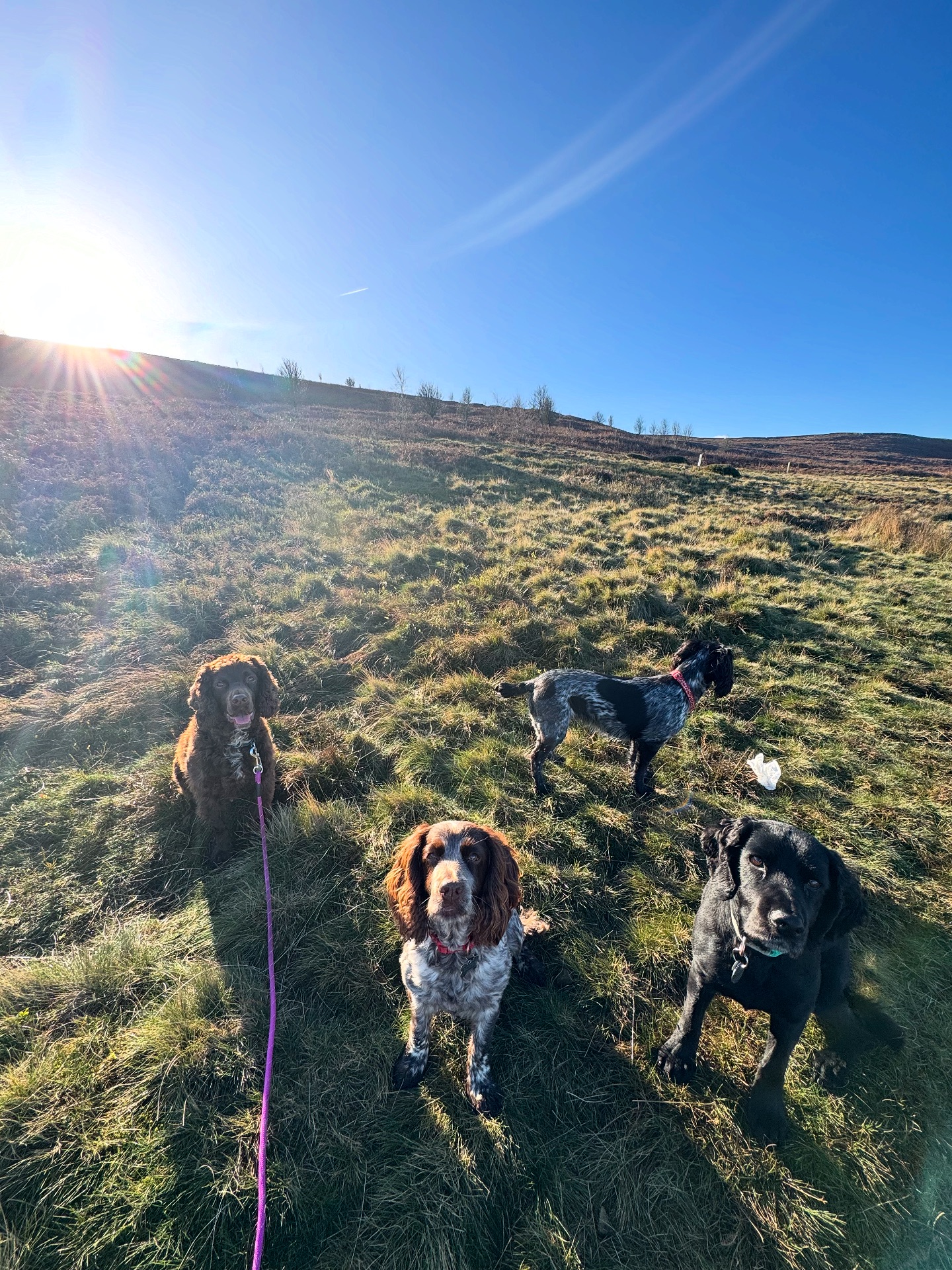 Walk Four Paws | Addingham