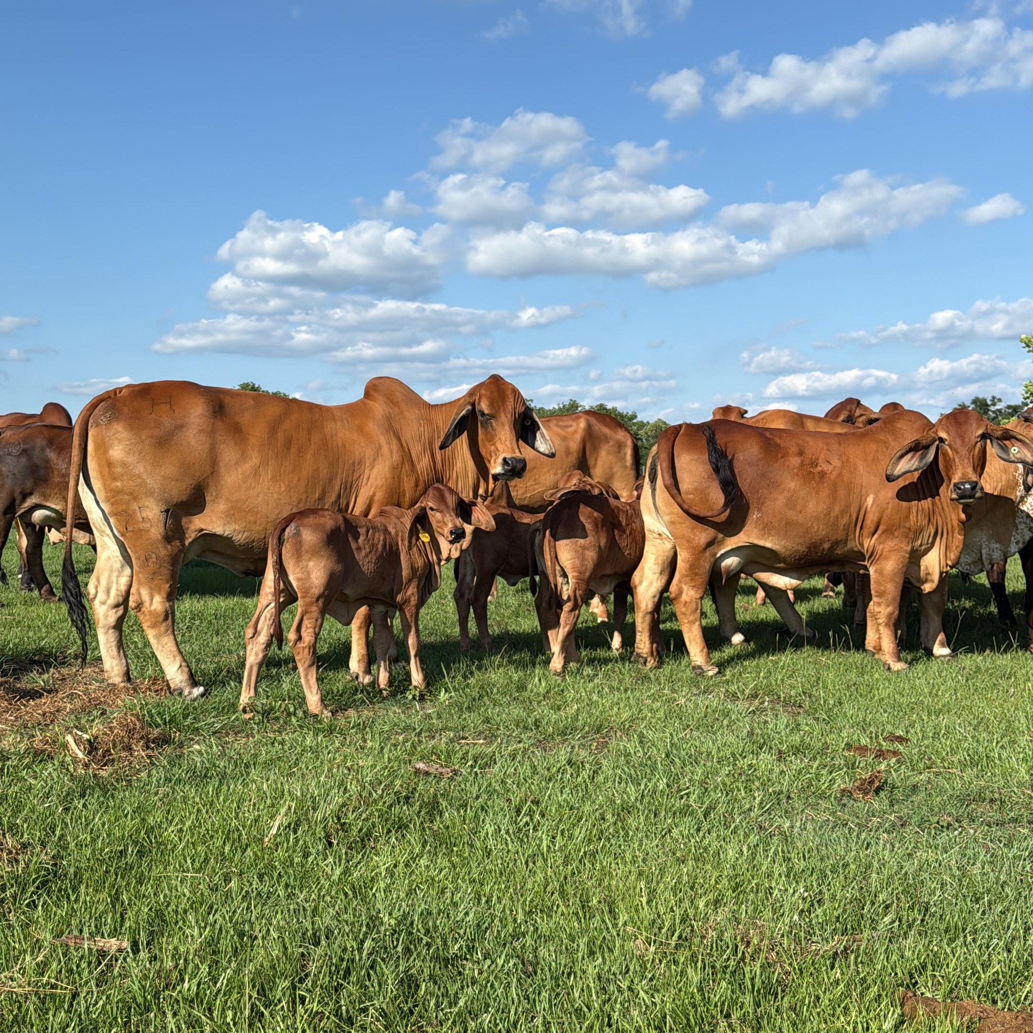 Red American Cattle