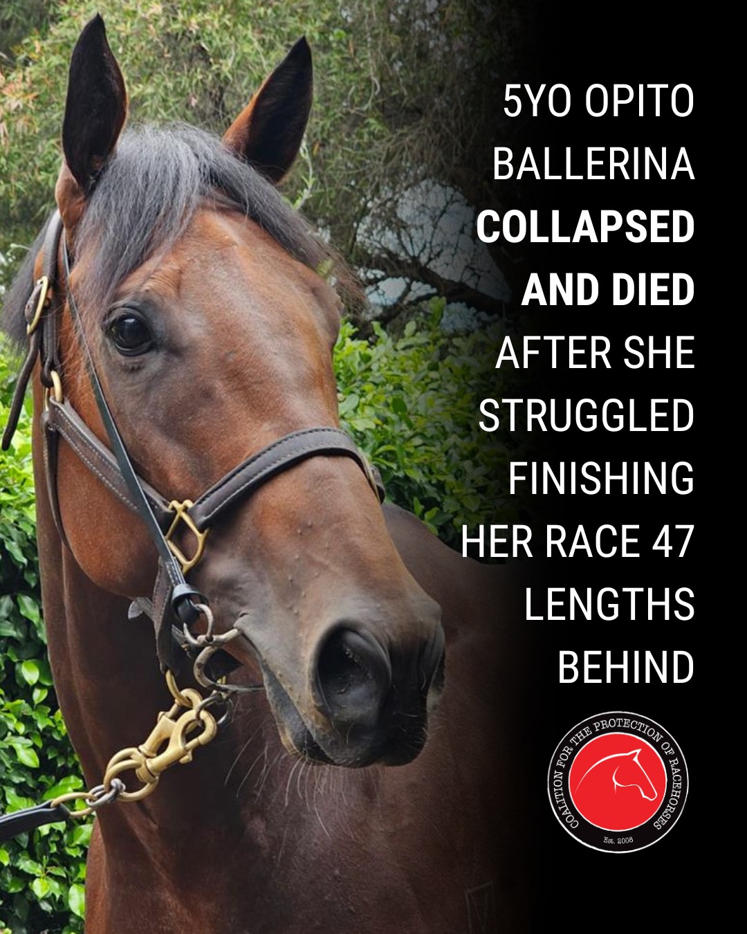 Coalition - Five-year-old Opito Ballarina collapsed and died after the ...