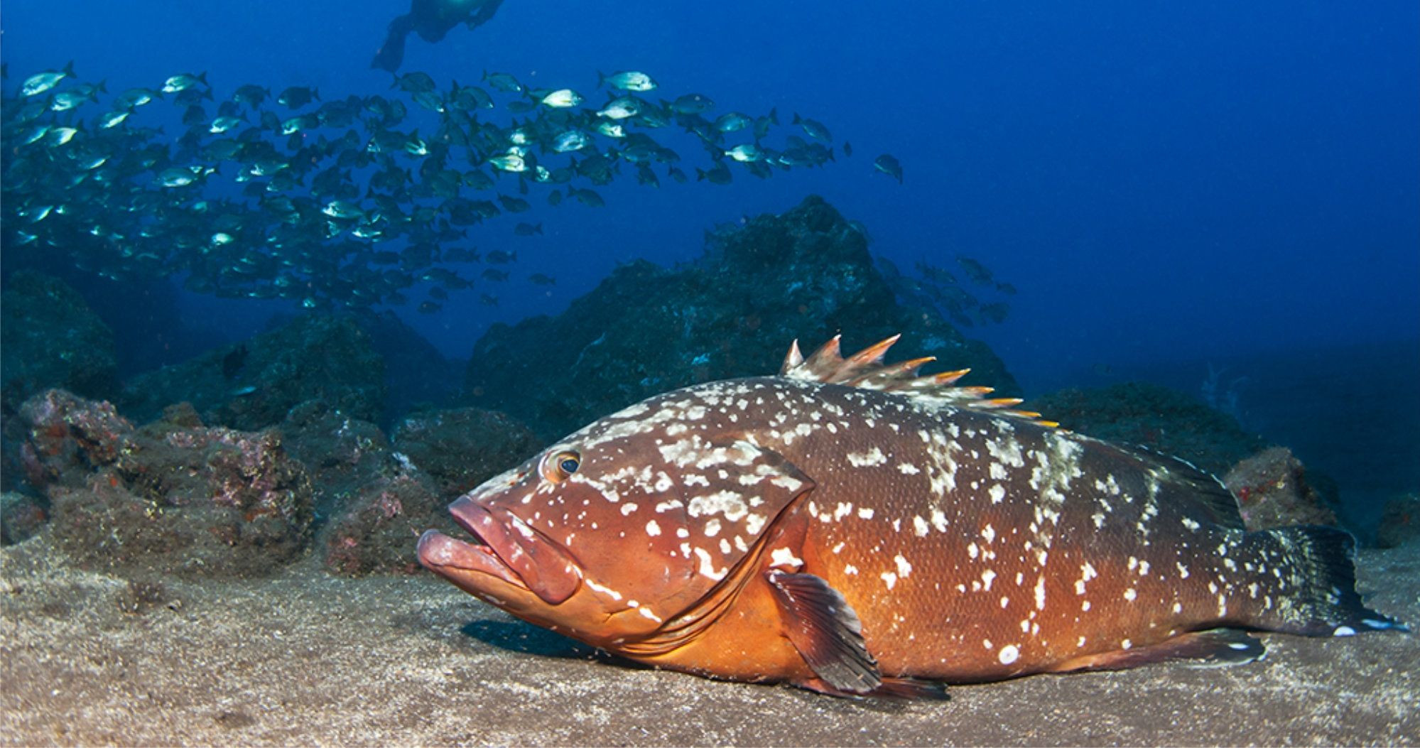 Manta - The dusky grouper is one of Madeira’s most iconic marine ...