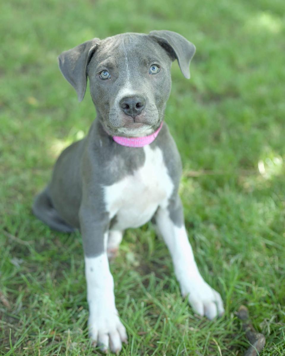 We have SO MANY... - Skiatook Paws & Claws Animal Rescue | Facebook