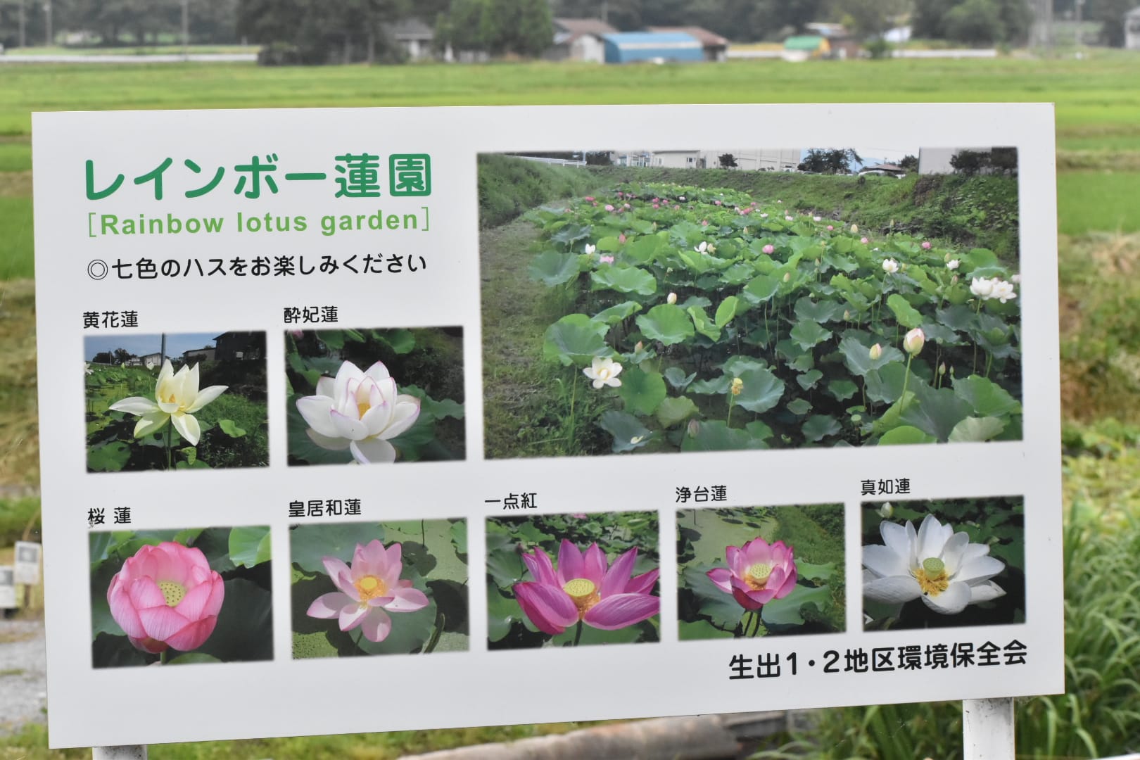 レインボーハス園 #中尊寺古代蓮 #盛岡市玉山区生出 今年もハスが咲き 
