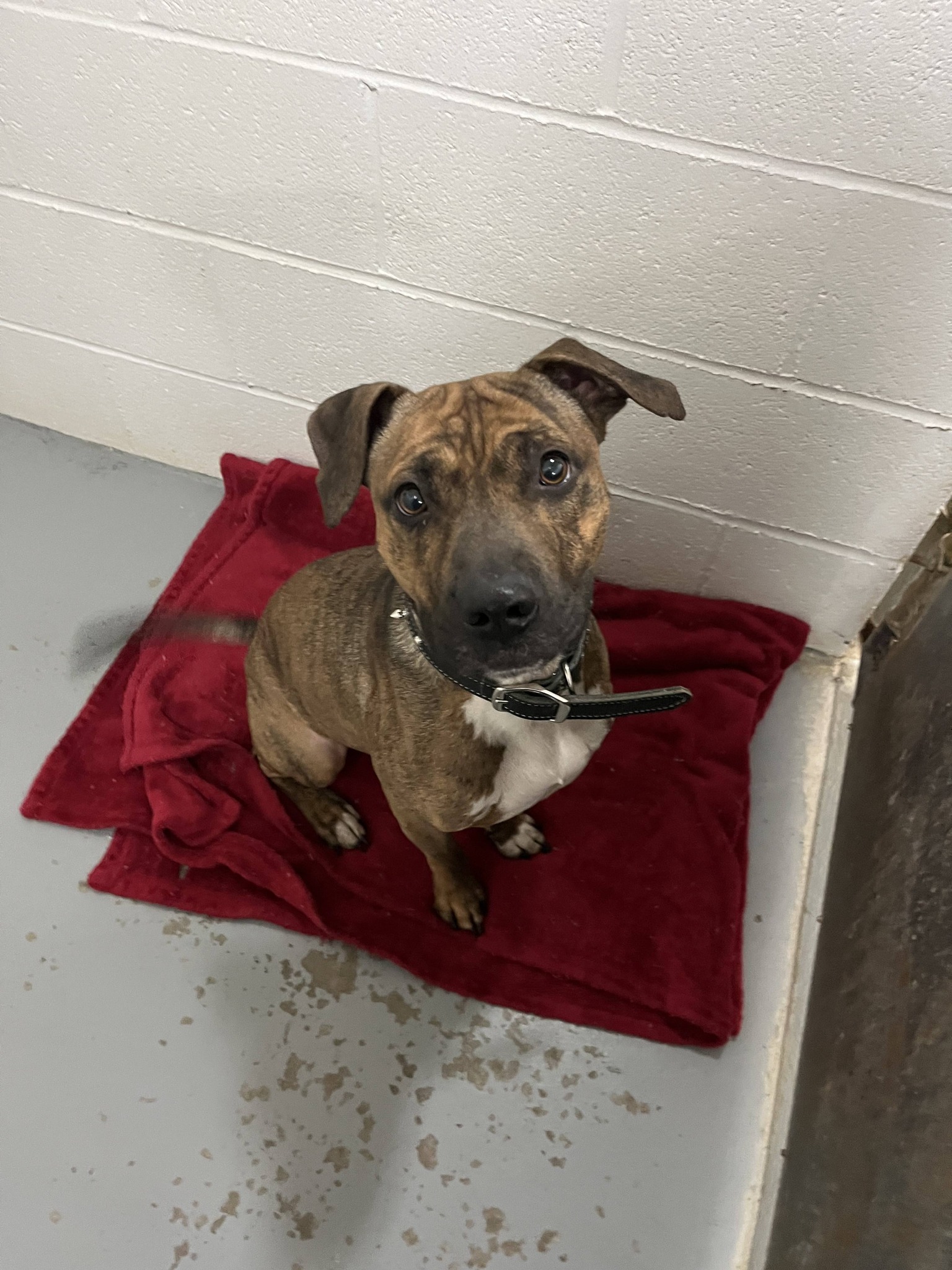 Mineral County Humane... - Mineral County Humane Society