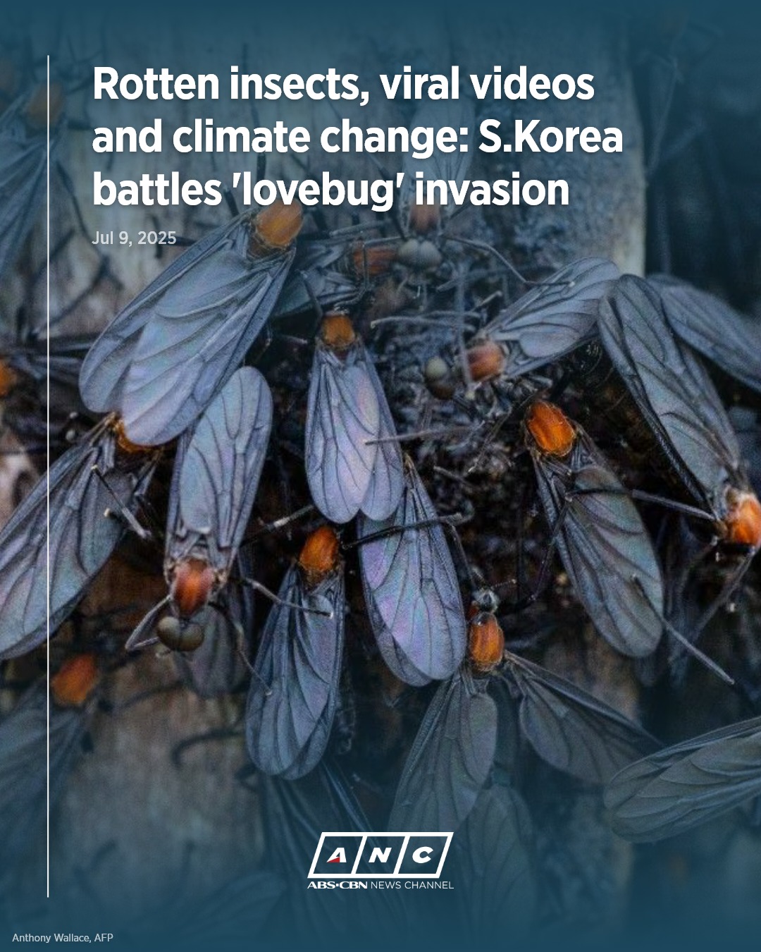 ANC - Residents in Seoul, South Korea, continue to complain as Plecia ...