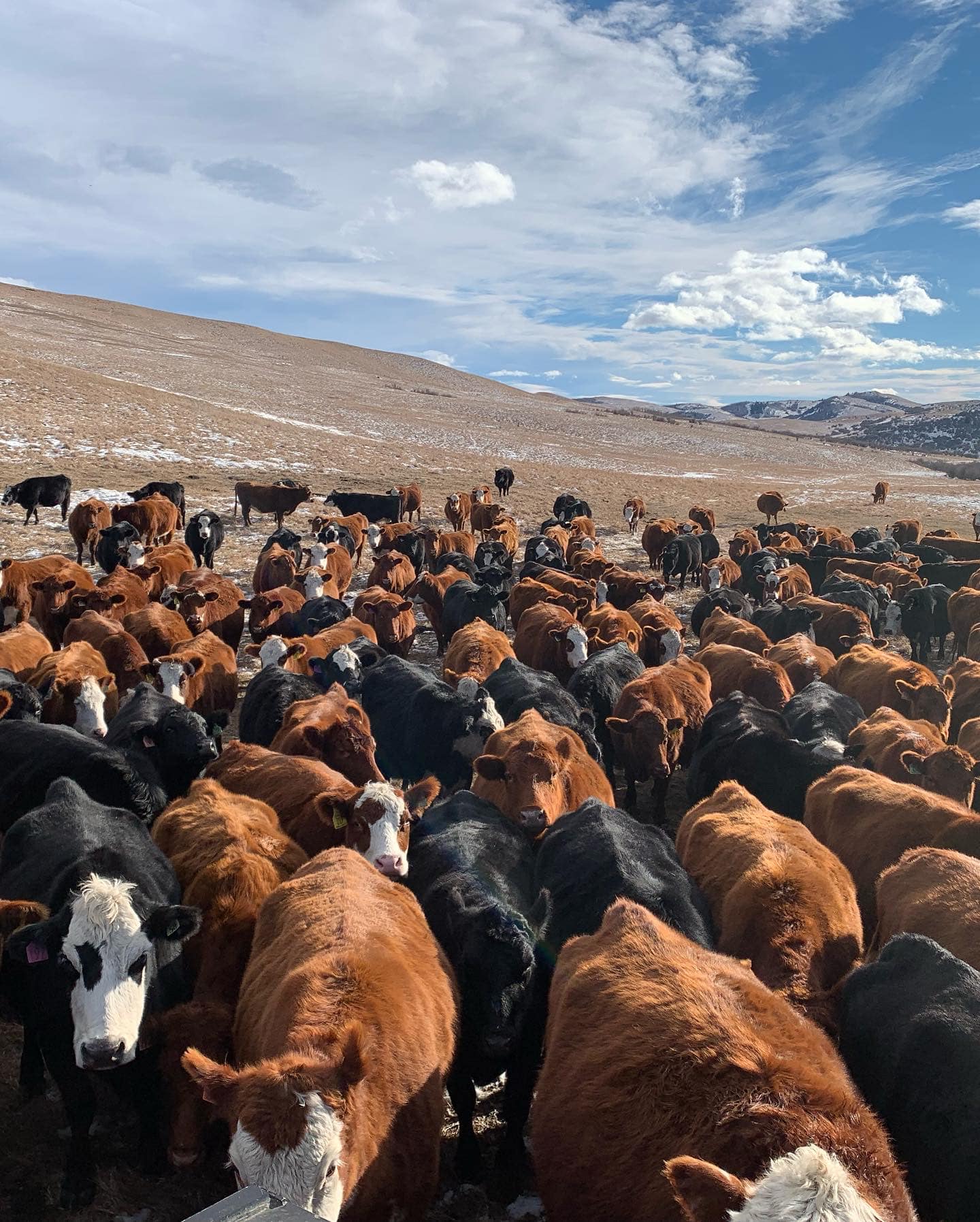 Chinook Ranch Ltd | Longview AB