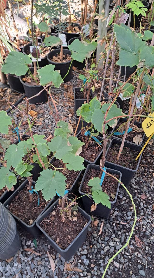 Pinjarra Plants - Pinjarra Plants added a new photo.