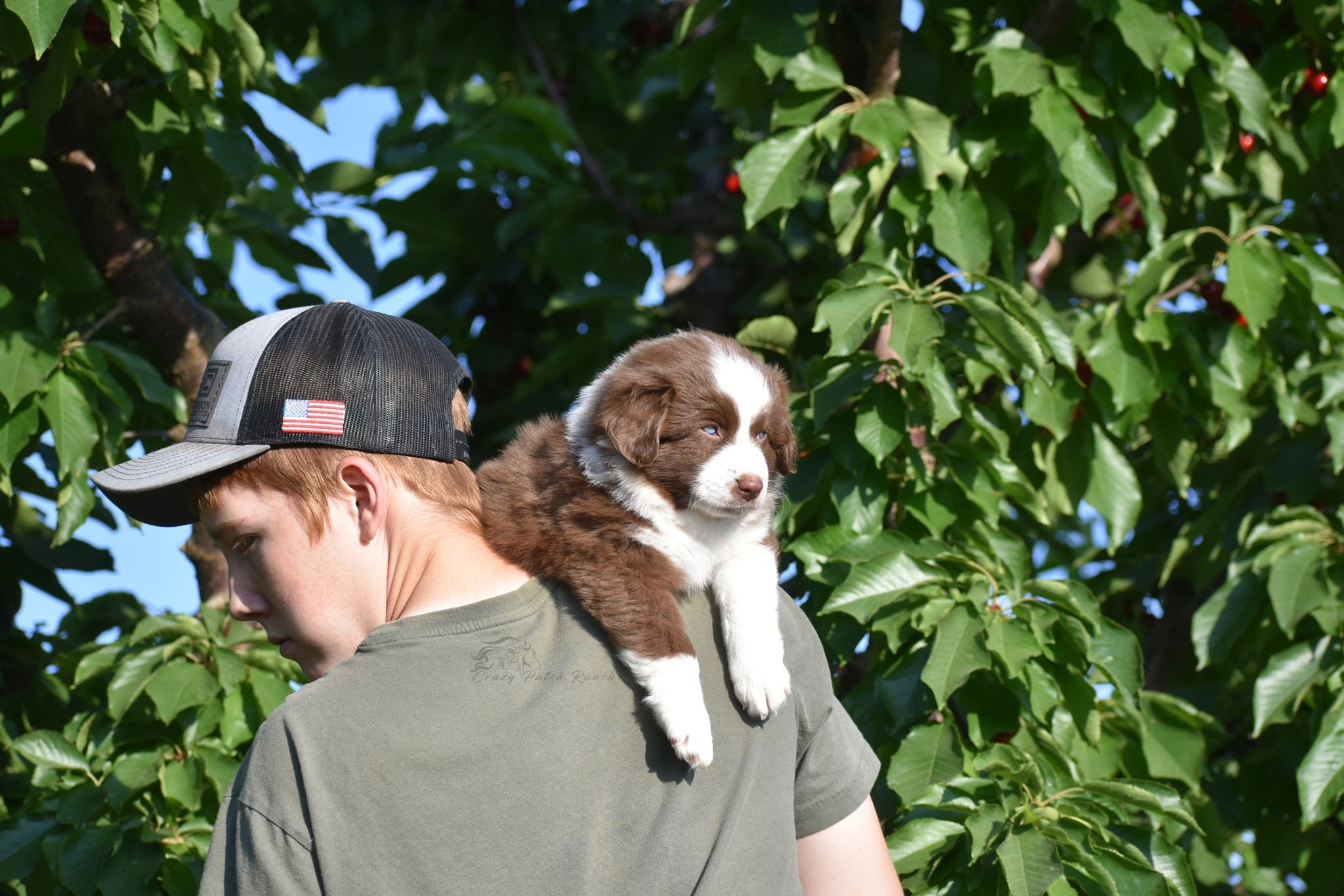 Crazy Patch Ranch - Miniature American Shepherds - Kelpie AKC mini ...