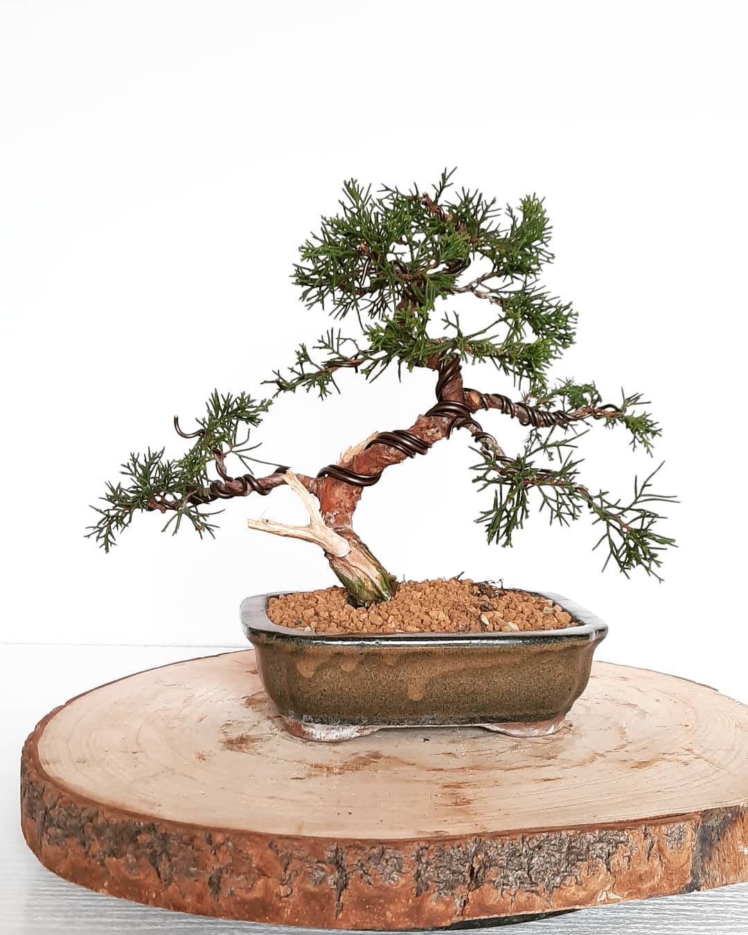Bonsai - N°13 Junipero Chinens Itoigawa . Dentro de las variedades de ...