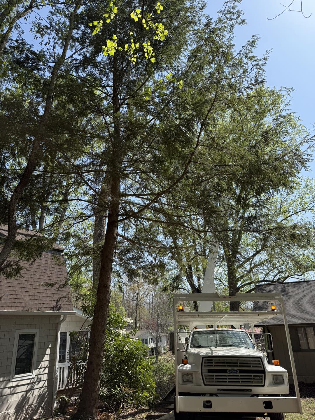 Stroud's Tree Service | Hiawassee GA
