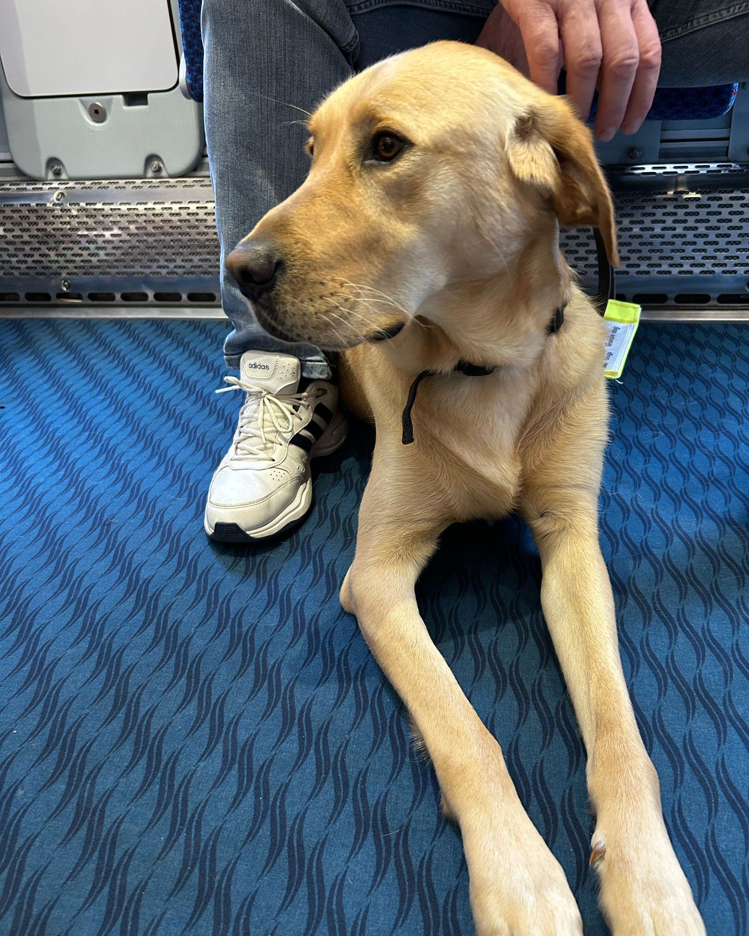 Guide Dogs Northern Ireland... - Guide Dogs Northern Ireland