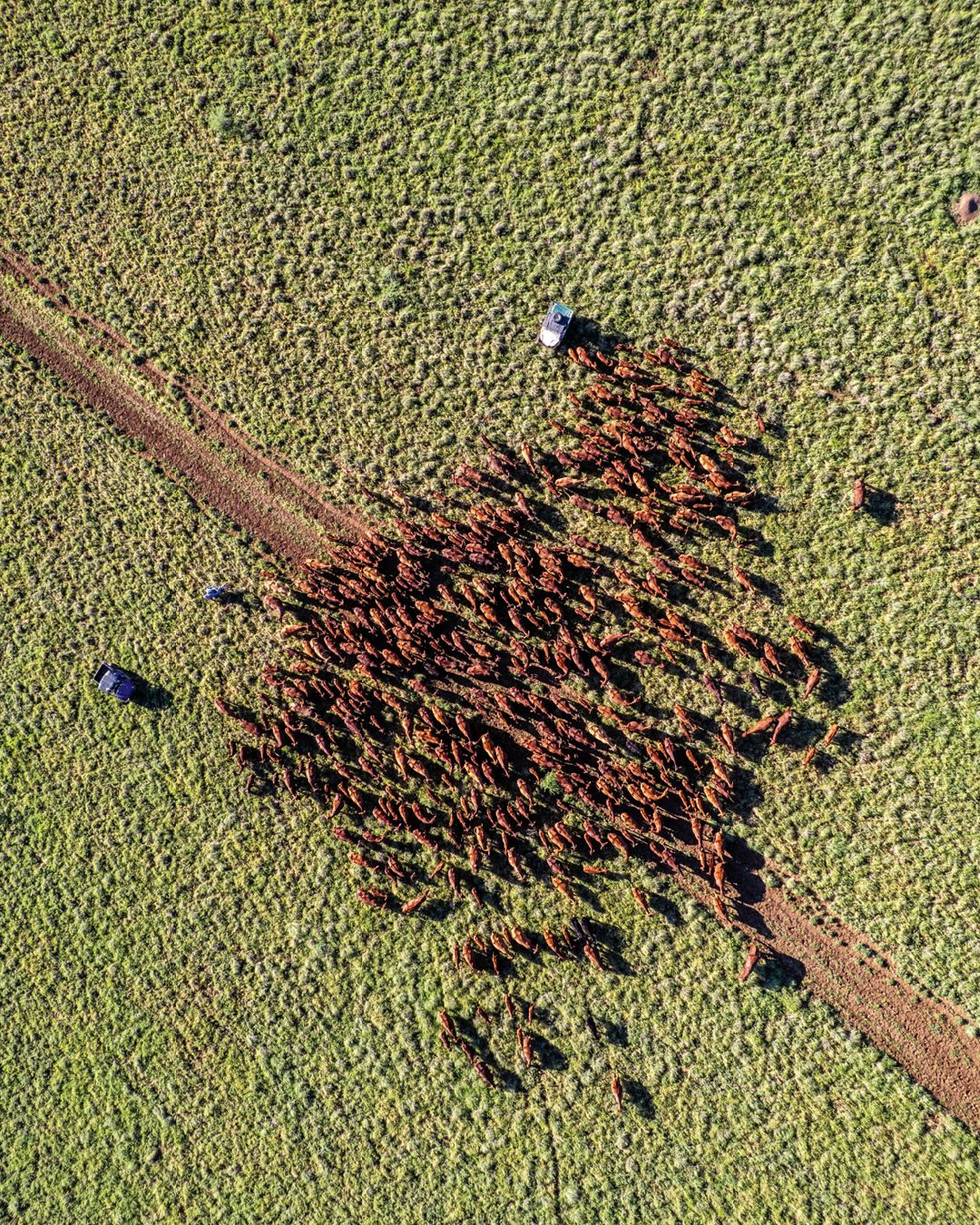 Dunluce Working Dogs | Hughenden QLD