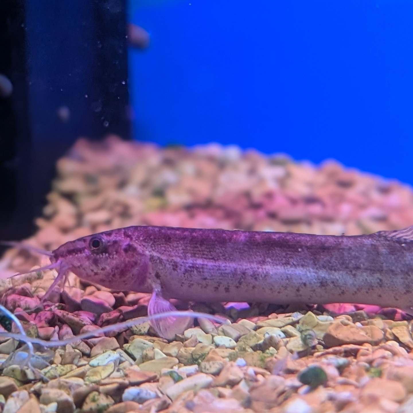 Tranquil - 🐟 Our Top Selling Fish This Week! 🐟 Weather Loach These ...
