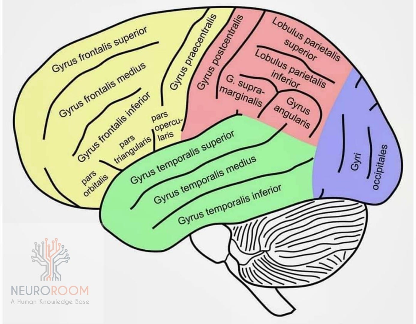 Neurorooms - Gyri and sulci form boundaries within and between the ...