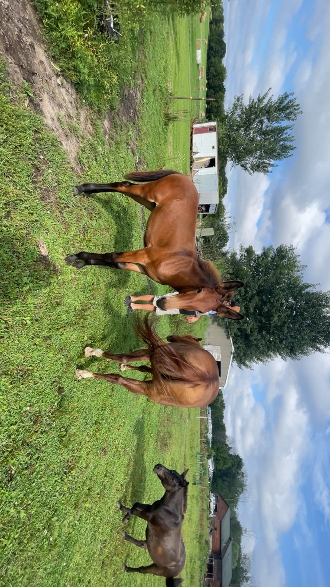 Revolution Ranch LLC | Milltown WI
