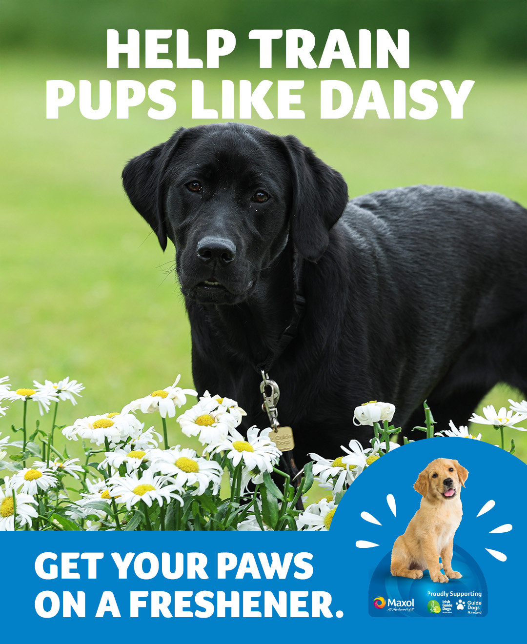 Guide Dogs Northern Ireland... - Guide Dogs Northern Ireland