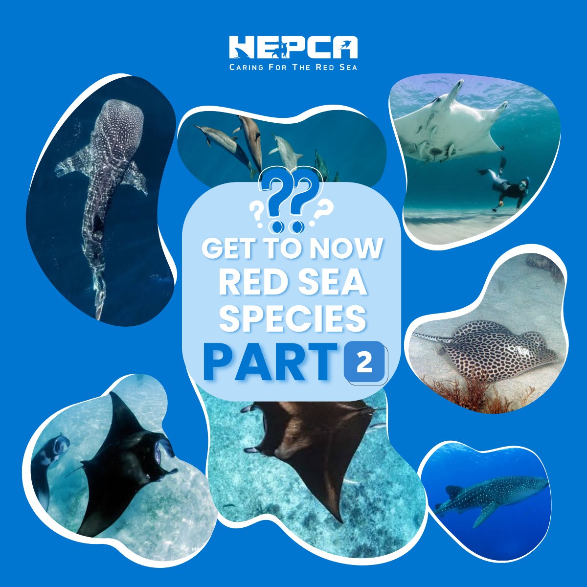 Hepca | Hurghada