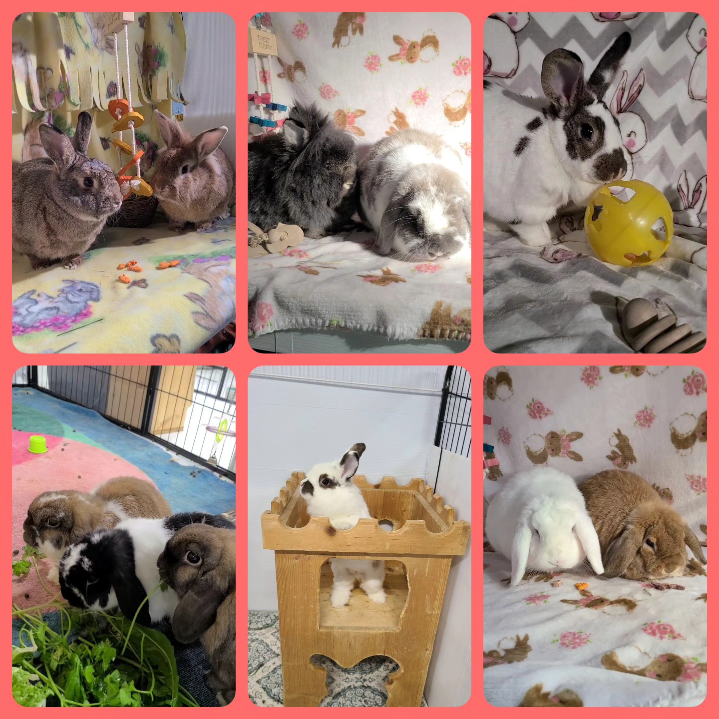 Bunny - We are still needing to find homes for all of these bunnies ...