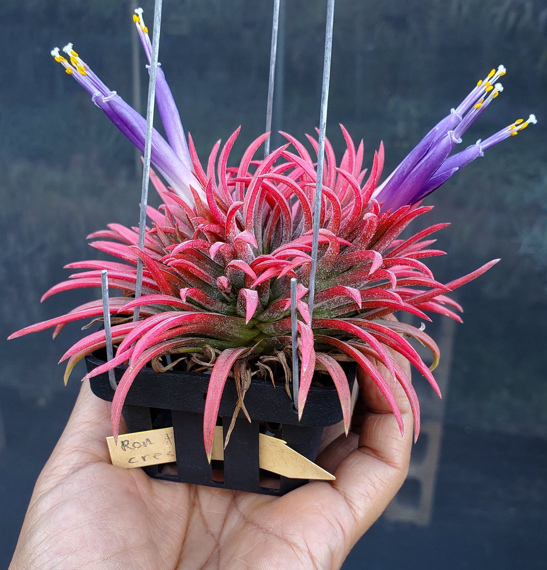 Tillandsia ionantha 'Hedgehog' The infamous ionantha that can be