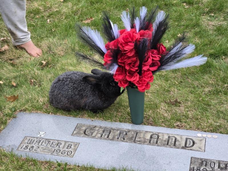 Another... - National Silver Fox Rabbit Club (Official) | Facebook