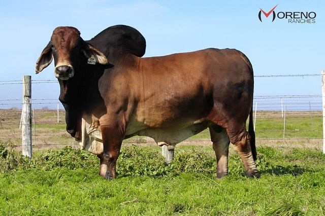 Moreno Ranches, Inc. - Moreno Ranches Sweet Summer Online Sale June ...