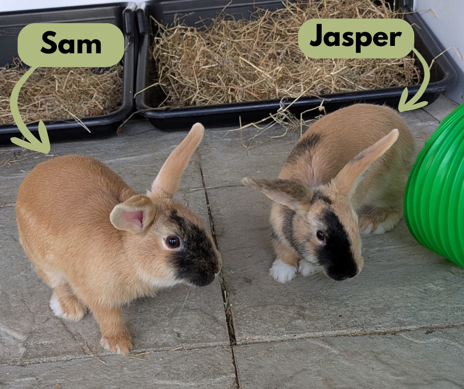 🐰 Meet Jasper & Sam –... - Nibbles Rodent & Rabbit Rescue | Facebook