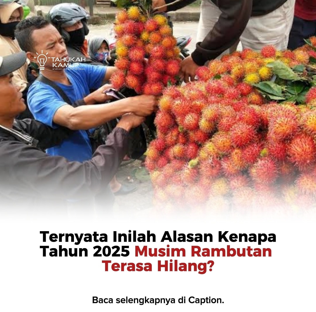 Tahukah - Ternyata Ini Alasan Kenapa Musim Rambutan 2025 Terasa 'Hilang ...