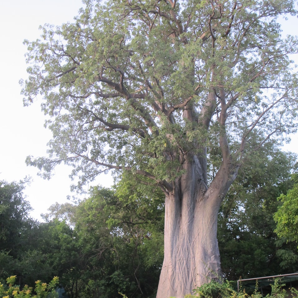 Trees 4 Zambia | Lusaka