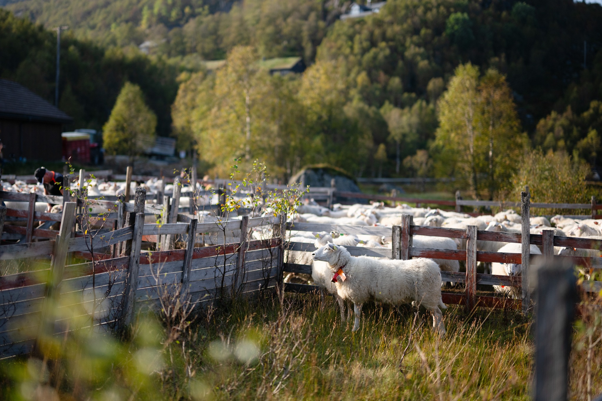 Vikeså - Er du sulten? I dag lørdag 1 september har vi dette å tilby av ...