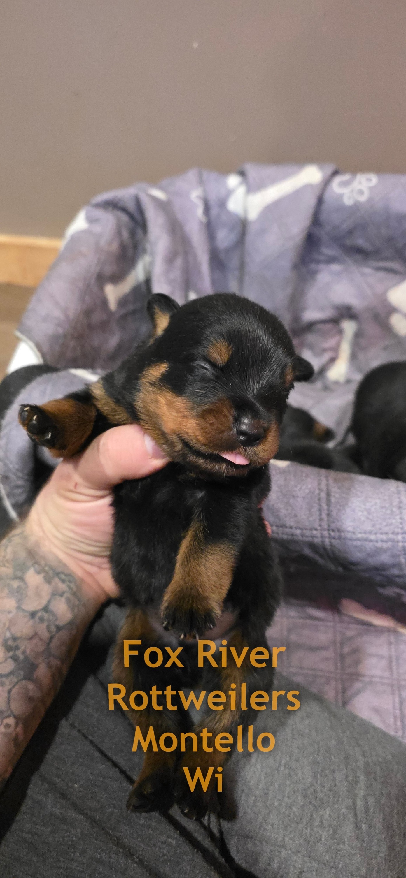 Fox River... - Fox River Rottweilers 