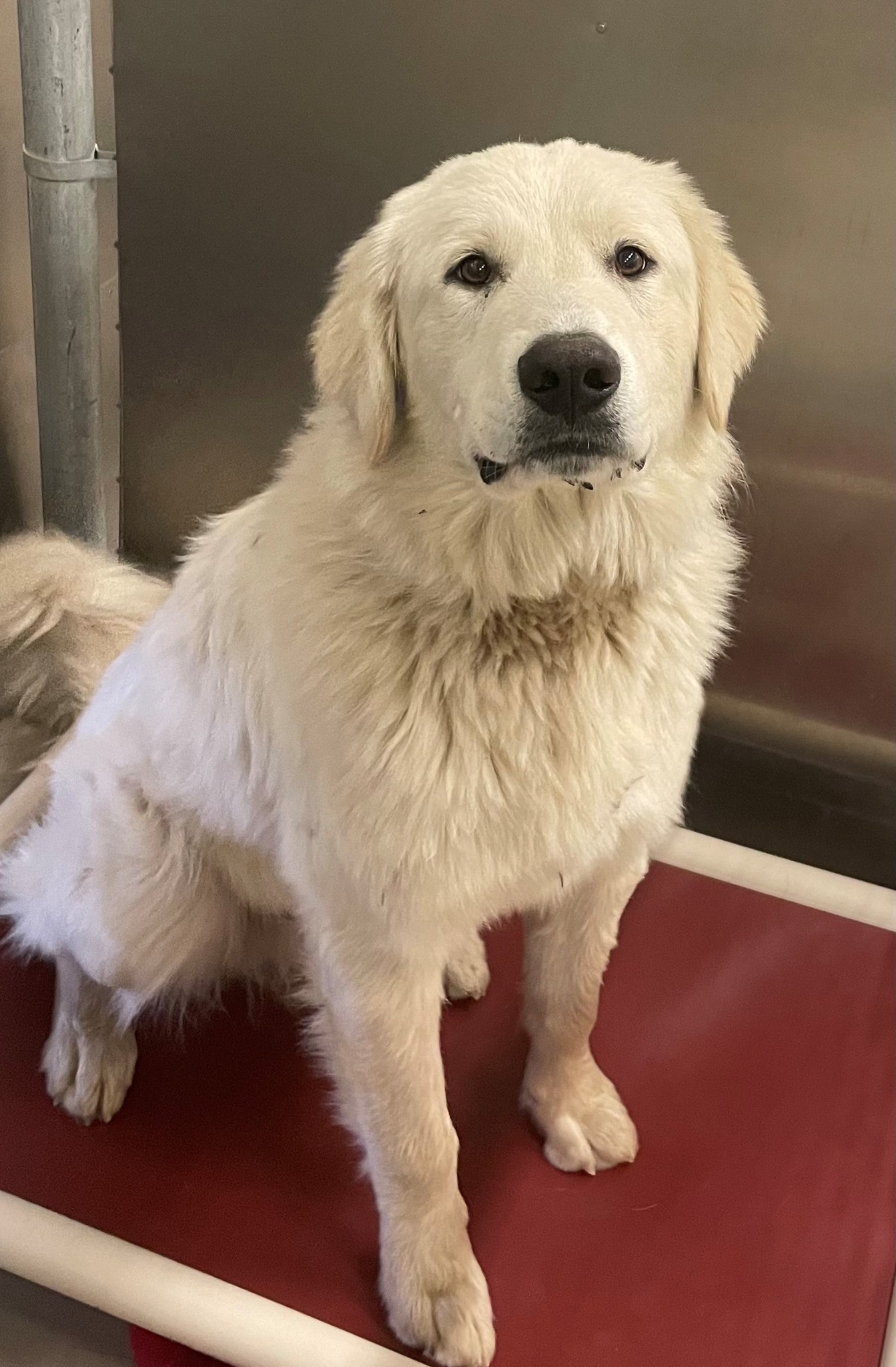 Parkland - ***UPDATE - TRANSFERRED TO RESCUE PARTNER*** 