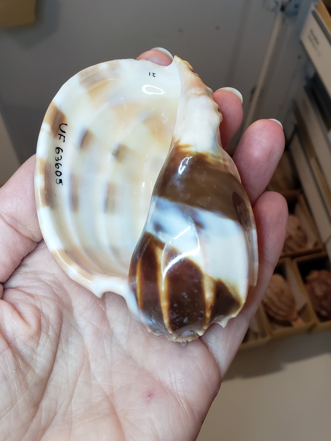 #MolluskMonday 🐚 with collection manager John Slapcinsky and a pretty ...