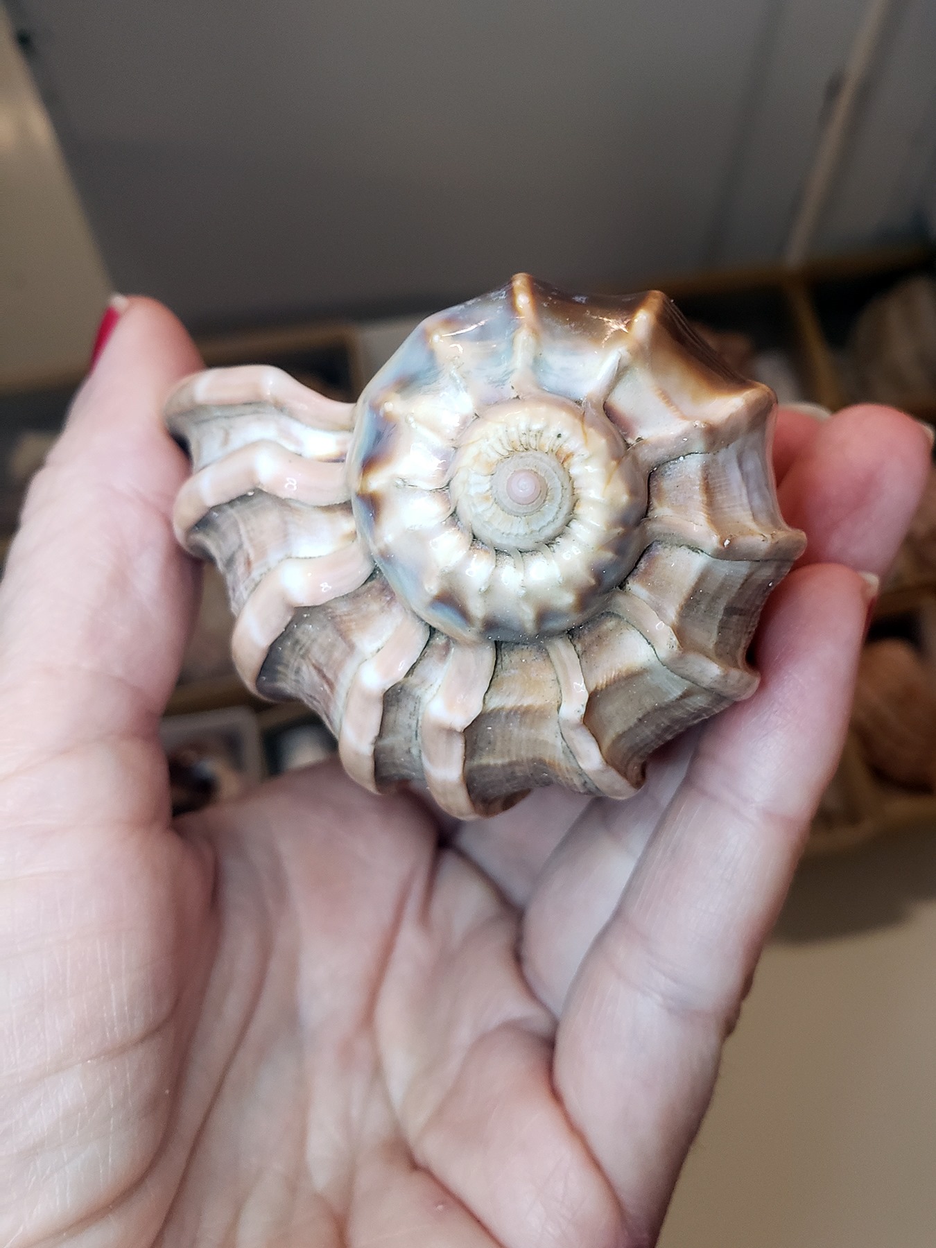 #MolluskMonday 🐚 with collection manager John Slapcinsky and a pretty ...