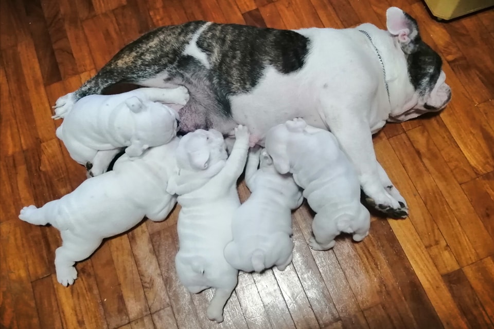 Munta Pet Care - MILK PRODUCTION! นมแม่ สำคัญที่สุด...