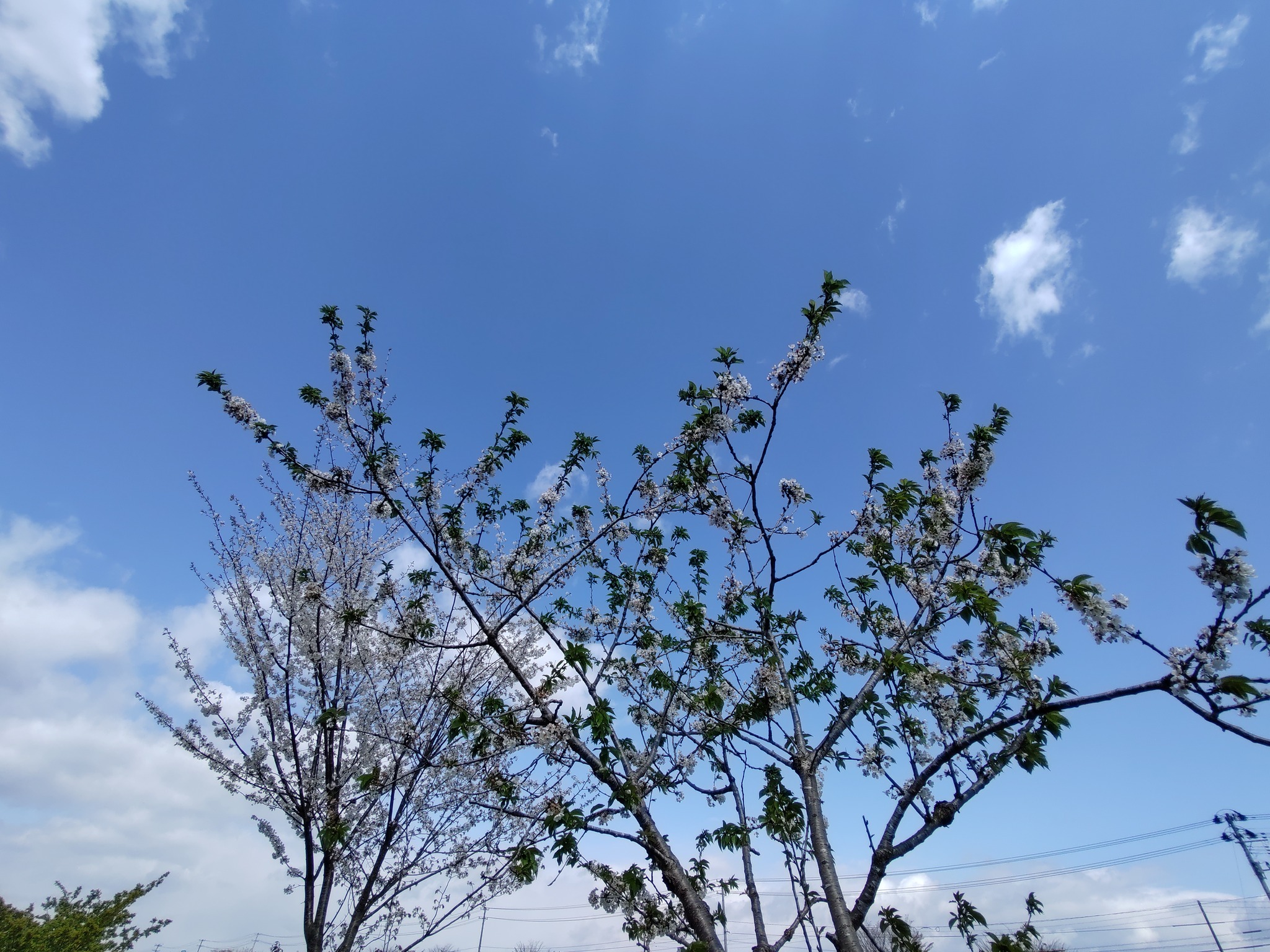 さかの / 旬菜館さかの | Yonezawa-shi Yamagata