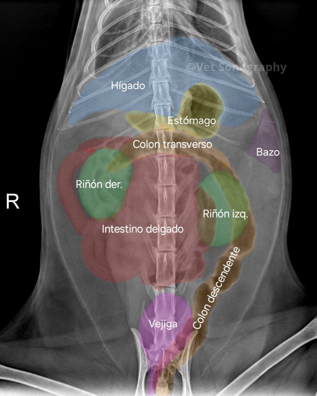Vet Sonography - Vet Sonography added a new photo.