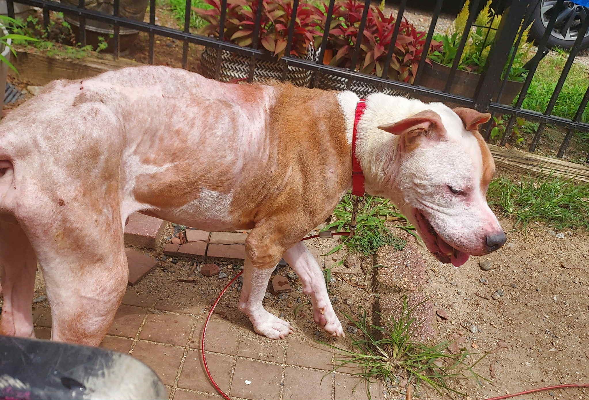 Blue Ridge Boxer Rescue | Hickory NC
