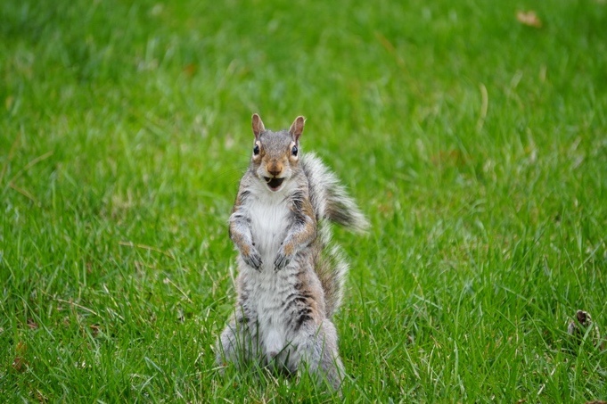 Penn State - official campus greeter 🐿️ 📸 : Sean Ambrogi | Facebook