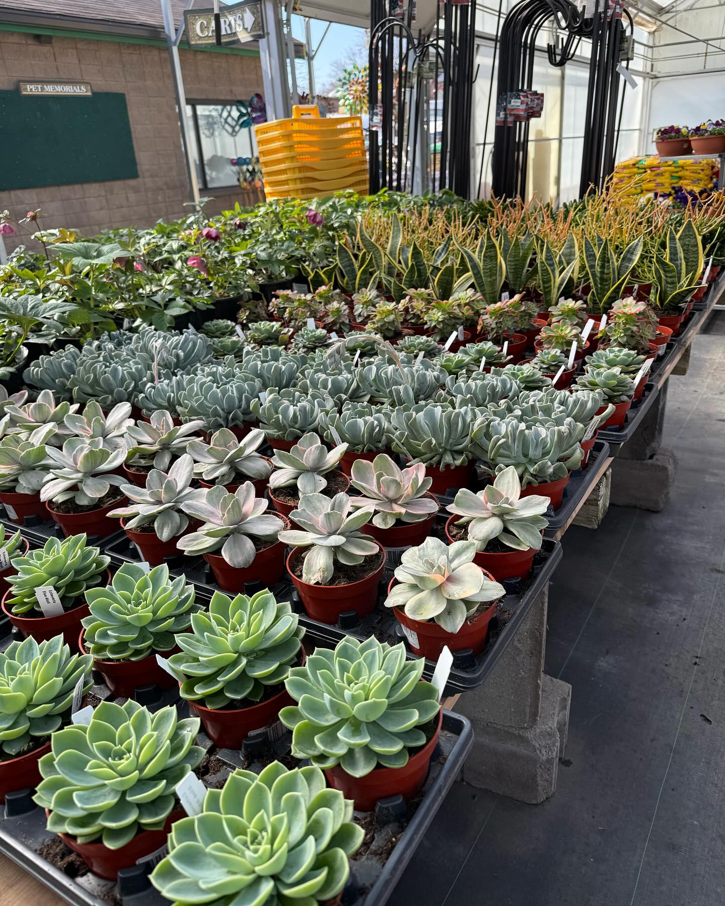 Frank Otte Nursery and Garden Center | Louisville KY